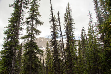Pine forest in mountains, Yoho National Park