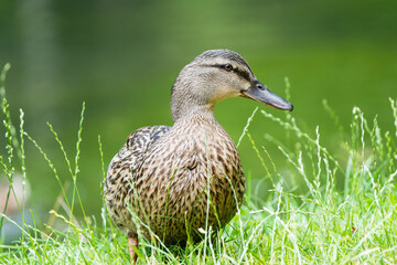 Close-up of a female mallard duck on the edge of a lake