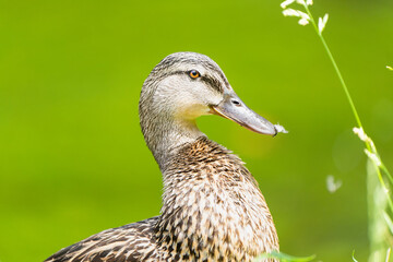 Close-up of a female mallard duck on the edge of a lake