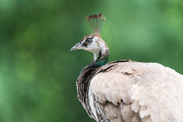Close-up portrait of a female peacock