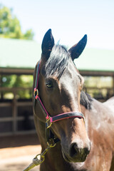 Portrait of a race horse filly