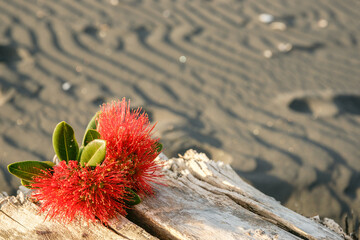 Pohutukawa flower on driftwood log