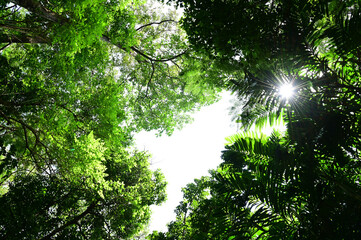 View under of the tree small leaves and branches spread under a shady tree over the blue sky background.