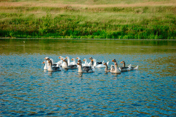 A flock of farm geese swims along the river.