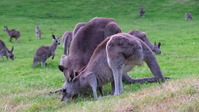 Kangaroos eat grass. Closeup. 