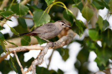 grey catbird on a branch