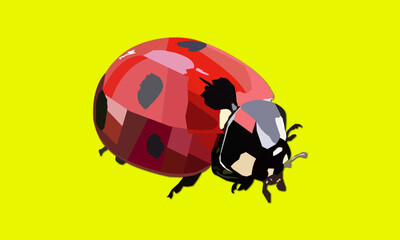 ladybug on a white background, 2d, 3d, 