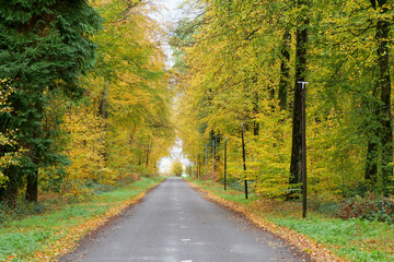 small road in autumn countryside