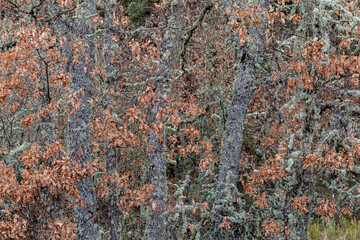 Pyrenean oaks with dry leaves and lichens on their branches in autumn. Quercus pyrenaica.