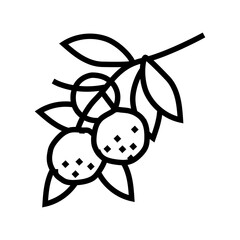 branch mandarin orange line icon vector. branch mandarin orange sign. isolated contour symbol black illustration