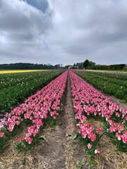field of tulips