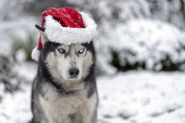 Husky dog ​​in a gnome hat on his head, Christmas photo.