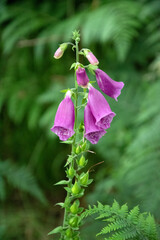 Fox glove, digitalis purpurea, flower in Sherwood Forest © Bryony
