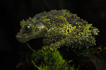 Naklejka na ściany i meble Close-up of a vietnamese mossy frog on a mossy log