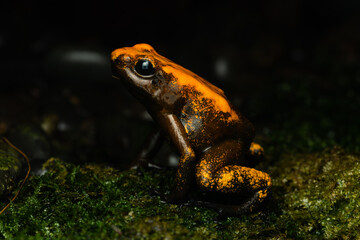 Close-up of a golden poison frog