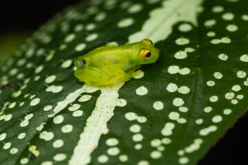 Close-up of a freshly metamorphosed reticulated glass frog on a leaf