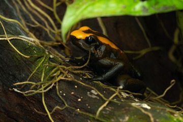 Close-up of a golden poison frog