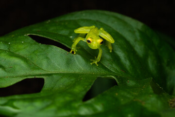 Close-up of a freshly metamorphosed reticulated glass frog on a leaf