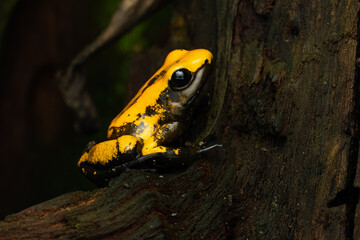 Close-up of a golden poison frog