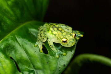 Female reticulated glass frog full of eggs on a plant