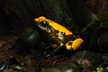 Close-up of a golden poison frog