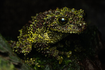 Close-up of a vietnamese mossy frog