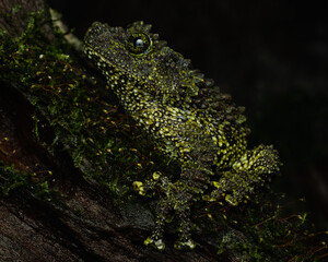 Close-up of a vietnamese mossy frog