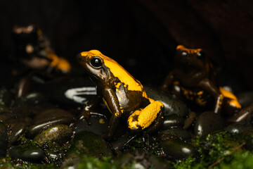 Close-up of a golden poison frog