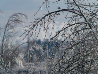 Icebound beautiful bright orange maple leaf afterthe cyclone