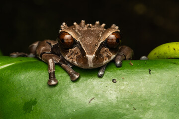 Crowned tree frog on a plant