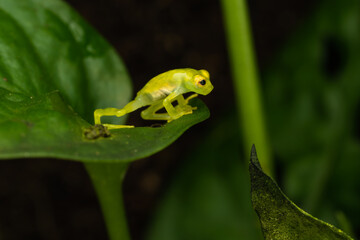 Close-up of a freshly metamorphosed reticulated glass frog on a leaf