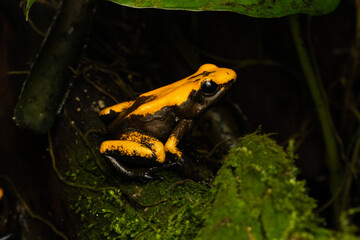 Close-up of a golden poison frog