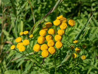 Macro shot of Common tansy, bitter buttons, cow bitter or golden buttons (Tanacetum vulgare)...