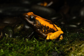 Close-up of a golden poison frog