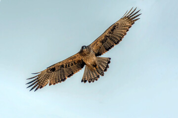 raptor in flight , bird of prey flying with full span of wings , The Bonelli's eagle is a large bird of prey - obrazy, fototapety, plakaty