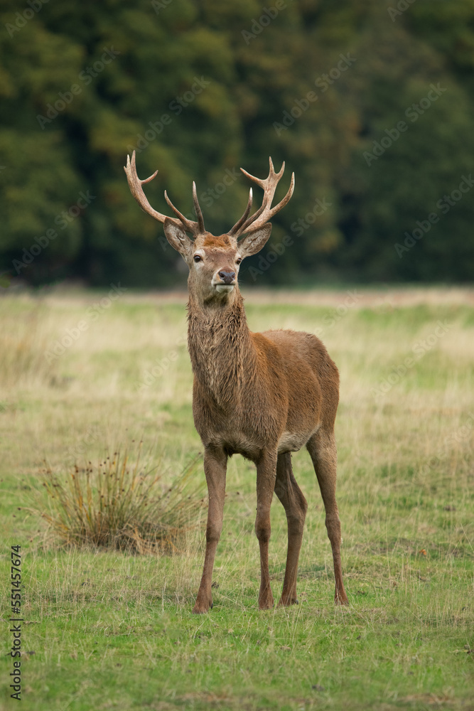 Poster A portrait of a red deer stag as he stands proudly on the grass in a meadow with trees in the background