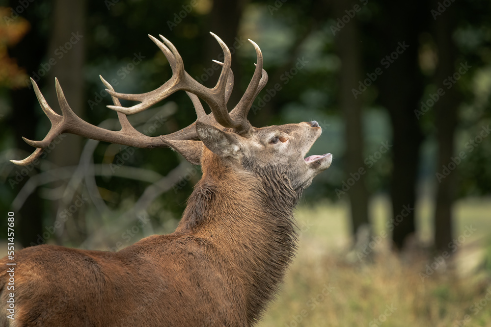 Poster a close up of a red deer stag as he is bellowing with his mouth open