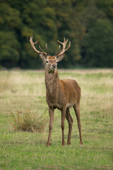 A portrait of a red deer stag as he stands proudly on the grass in a meadow with trees in the background - 551457674