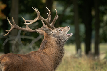 A close up of a red deer stag as he is bellowing with his mouth open