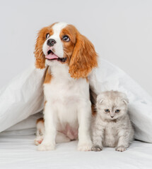 Puppy king charles spaniel sitting on bed next to kitten of scottish breed
