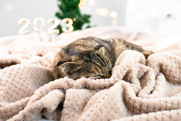 Sleeping kitten close-ups in the interior of a room decorated for Christmas and New Year.