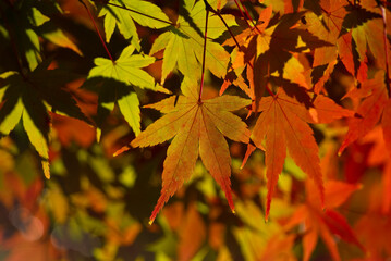 Naklejka na ściany i meble A beautiful gradation color in the autumn leaves