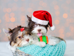 Puppies sitting in a wicker basket on a blue knitted scarf against the background of lights