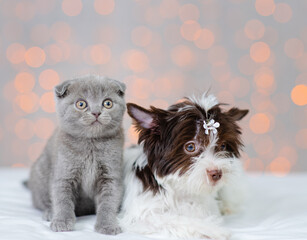 Kitten and puppy lying next to each other on a blanket against the background of lights