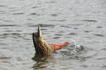 Wild mallard duck swimming in a pond