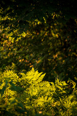 Leaves of the northern fern in the sunset rays of sun in the forest