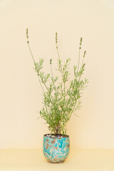 Homemade potted plant on a white and yellow background