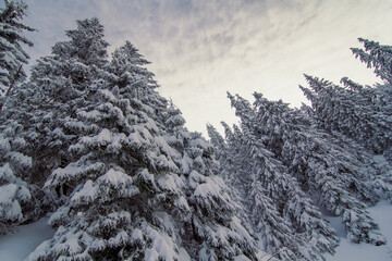 Towering snow capped conifers landscape photo. Beautiful nature scenery photography with cloudy sky on background. Idyllic scene. High quality picture for wallpaper, travel blog, magazine, article