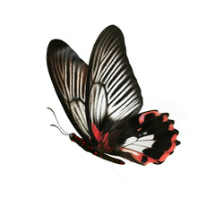 Beautiful black-red butterfly Papilio Rumanzovia in flight isolated on white background. Macro. © Laura Pashkevich