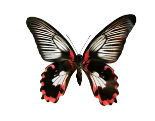 Beautiful black-red butterfly Papilio Rumanzovia with spread wings isolated on white background. Macro.